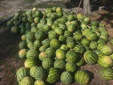 Продукты питания: Арбузы Оптом, Самовывоз — 1