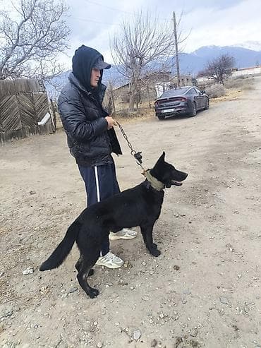 шерсть меренос: Собака крупного размера, черного окраса. Атлетичное телосложение — 2