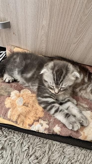 Кошки: Порода: шотландские котята (в помете есть вислоухий и прямоухий) — 6