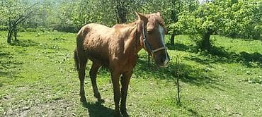 орловская лошадь: Продаю | Жеребенок | Дончак | Для разведения — 2