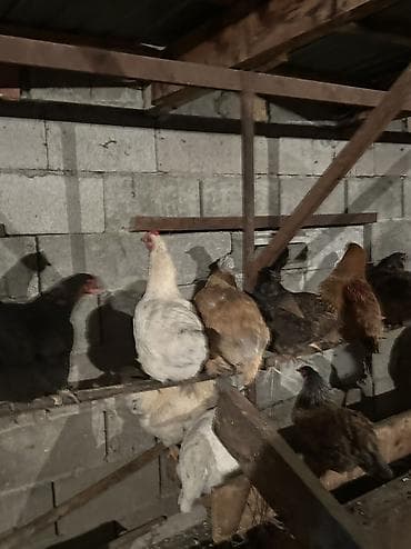 кеклик бишкек: Сатам | Тооктор, Короздор | Үй | Союуга, Көбөйтүү үчүн, Жумуртка туудуруу үчүн — 6