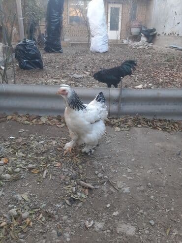домик для животных: Ухейлу чистый петушок маладой толка начил пет 1ш прашу 1500сом брамо — 8