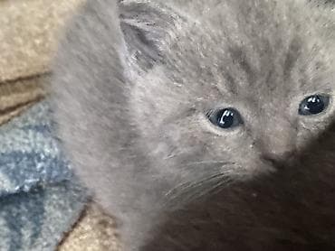 Животные: Пушистые котята серого (дымчатого) окраса. - Окрас: равномерный серый — 2