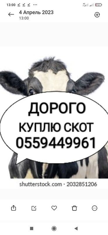 дом для животных: Сатып алам | Уйлар, букалар, Жылкылар, аттар | Күнү-түнү, Бардык шартта, Союлган — 1