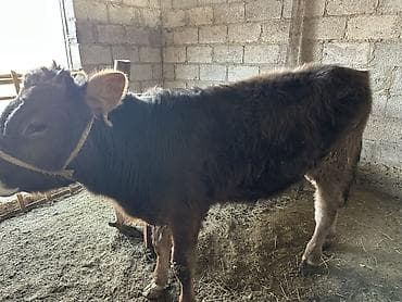 стришка овец: Продаю | Бык (самец) | На откорм | Привязанные — 1