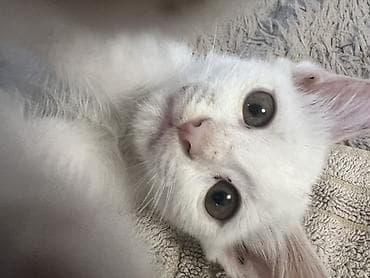 кошка цена: 3 месяца, Девочка, Белый, Приучена к лотку — 3