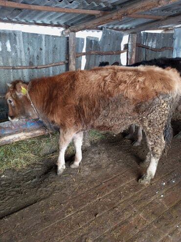 Продаю | Музоо, торпок