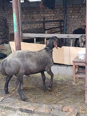 Айыл-чарба жаныбарлары: Сатам | Кочкор (эркек) | Эдильбай | Көбөйтүү үчүн | Асыл тукумдуу — 7