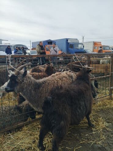 Продаю | Коза (самка) | Племенные