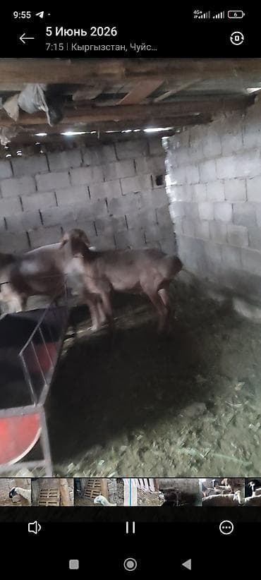 Продаю | Овца (самка) | Для разведения | Матка at lalafo.kg Продаю | Овца (самка) | Для разведения | Матка