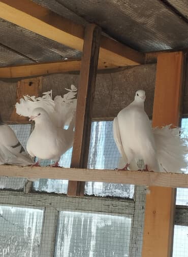 купить несушек курей: Пара павленов белые 3000 сом звоните на смс не отвечаю — 2