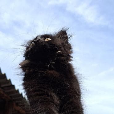 черный котенок: 5 месяцев, Девочка, Черный, Приучена к лотку — 2