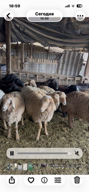 купить собаку хмонг: Продаю | Овца (самка) | Полукровка — 1