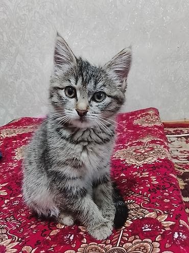 Кошки: 2 месяца, Девочка, Приучена к лотку — 1