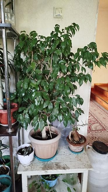 гүл койгуч: Комнатные растения,фикусыалоэ — 5