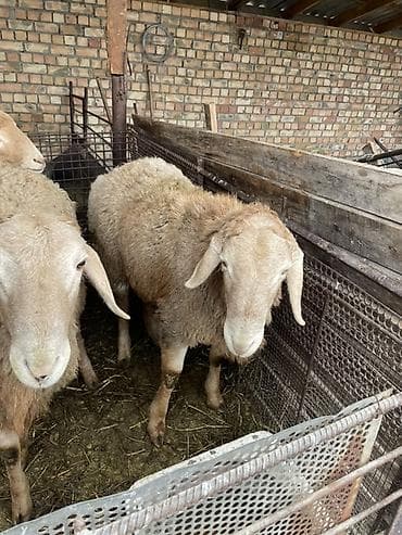 каровы кара балта: Продаю | Овца (самка) | Полукровка | Для разведения | Матка — 3