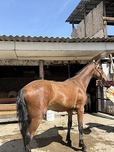 кой кыркан машнка: Продаю | Кобыла (самка) — 6
