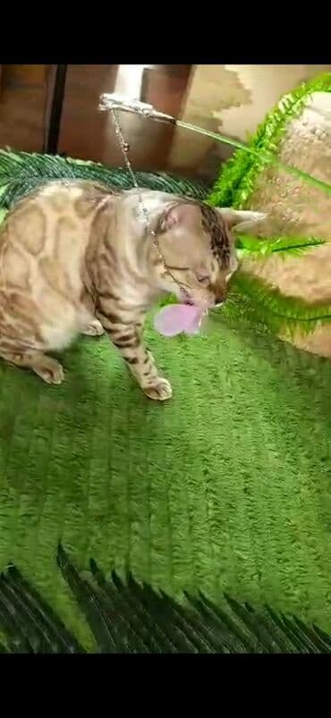 рэгдолл цена бишкек: Бенгал, 2 жаш, Эркек, Ак, Бычылган, Лотокко барууга үйрөтүлгөн, Курттардан тазаланган — 18