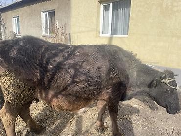 ветврач сокулук: Сатам | Уй (ургаачы) | Көбөйтүү үчүн | Байланган — 2