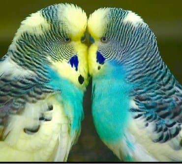 домик для волнистых попугаев: Попугаи разных видов. Хорошо учатся говорить и приручаются к рукам. В — 19