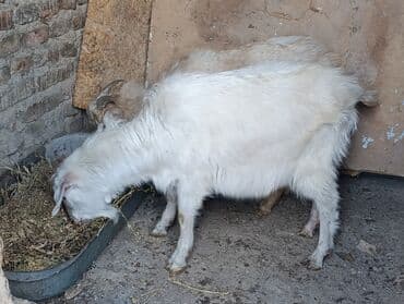 эчки бишкек: Сатам | Теке (эркек) — 4