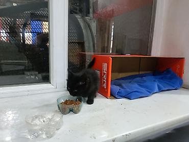 домашний животные: Кошка даром: Беспородная, 2 месяца, Девочка, Приучена к лотку — 3
