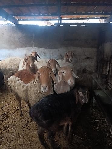 Аквариумдар: Сатам | Ургаачы кой (ургаачы), Козу | Арашан | Көбөйтүү үчүн | Ургаачы — 3