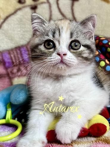 scottish fold: Скоттиш-страйт. Настоящие шотландские котята. Родители из России и — 5