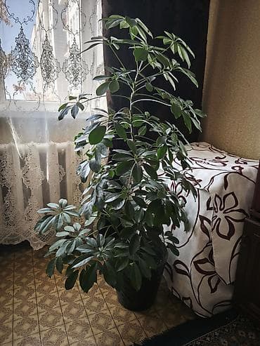 Шефлера (Schefflera arboricola) в напольном кашпо. - Высокое