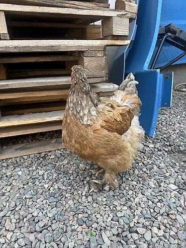 ящик пластиковый: Продаю | Инкубационные яйца | Брама | Для разведения — 5