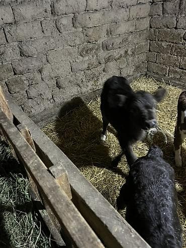 продаю бычки: Продаю | Музоо, торпок | На откорм — 2