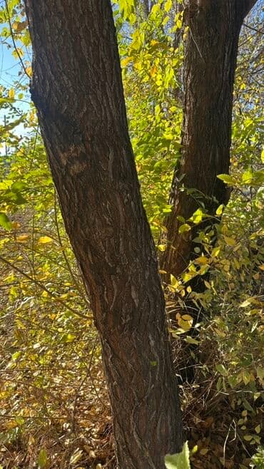 двер бишкек: Отун Карагач — 6