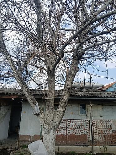 топчаны фото: Продаю дерево ореха цена договарная само вывоз — 1