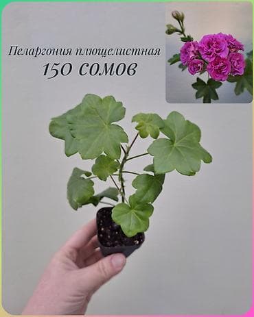 забыл: • Комнатные растения (укоренённые черенки/детки/молодые — 9