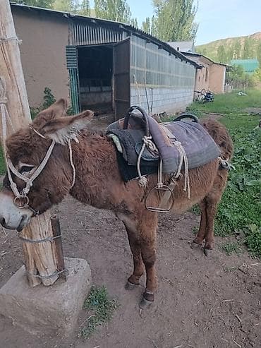 баран живой: Осёл с седлом и сбруей - Домашний осёл, компактный, выносливый, с — 1