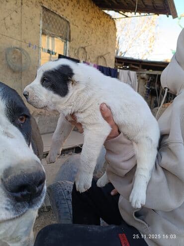купить охотничью собаку дратхаар: Готовятся к продаже щенки алабая.родились 1 ноября.мальчики и — 7