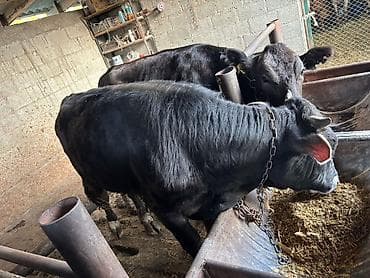 отдам голубей: Продаю | Бык (самец) | На откорм | Привязанные — 2