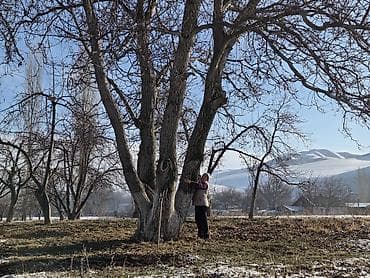 кызыл кияа: Грецкие Орехи! Продаю два больших дерева грецкий орехов, отлично — 3