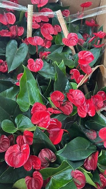 покрывалы: Антуриум (Anthurium) в горшке — эффектное комнатное растение с — 7