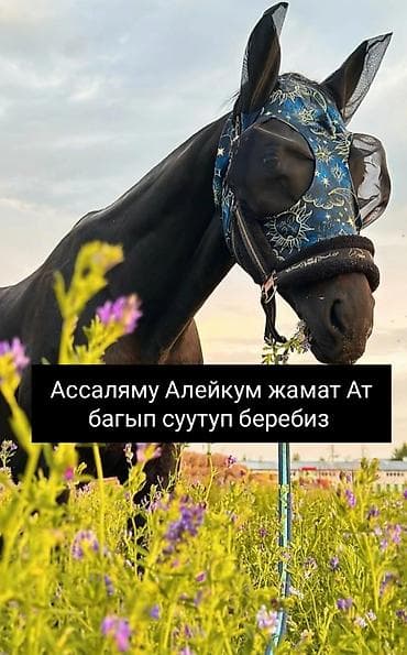 Ат багып суутуп беребиз улак