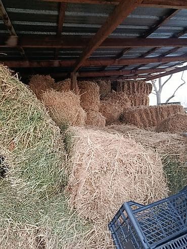 Корма для с/х животных: Беде сатылат 2- кос плотный - Прессованные тюки: - Хранение под — 2