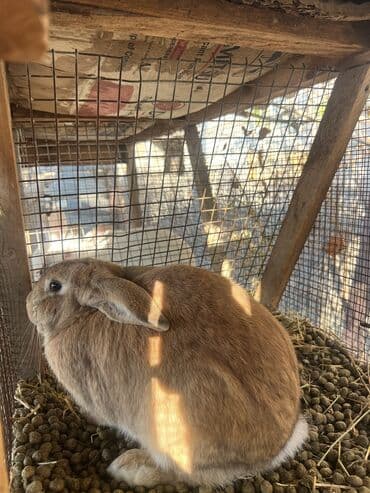 вольеры для собак бу: Продаю самса — 1