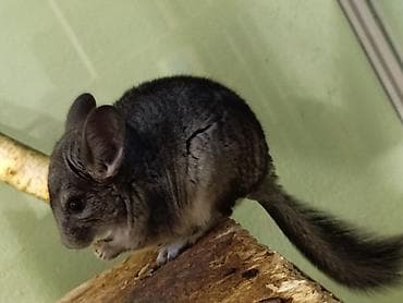 Деңиз чочколору: Шиншиллы домашнего разведения. 16 марта 2026 им исполняется 3 месяца — 9