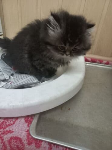 дом для кошек: Остался 1 котенок 1 месяц перситский . умненький к лотку — 6