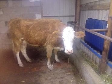 Другие животные: Продаю | Корова (самка) | Симментальская — 2