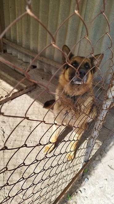 щенки лабрадор: Продам щенка немецкой овчарки!!! (не спешу, поэтому не торгуюсь) — 3