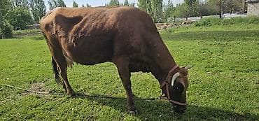 гуси линда: Продаю | Корова (самка), Бык (самец), Тёлка | Алатауская | Для разведения, Для молока | Стельные — 5