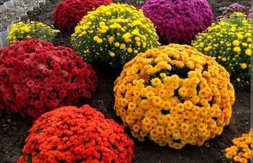 цветы гартензии: Хризантема мультифлора 30 разных сортов . Мадина хризантема с — 1