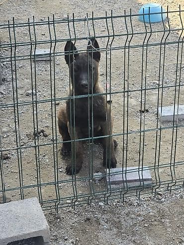 дончак тайлар: 2 месяца, Самец — 3