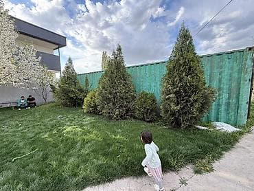 турецкие леса: Туя Сатылат Живые хвойные растения для озеленения участка — 1